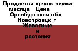 Продается щенок немка 2 месяца › Цена ­ 9 000 - Оренбургская обл., Новотроицк г. Животные и растения » Собаки   